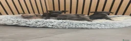 Pequeño Lebrel Italiano perros en venta: Pequeño Lebrel Italiano disponibles para octubre  - Anuncio 1