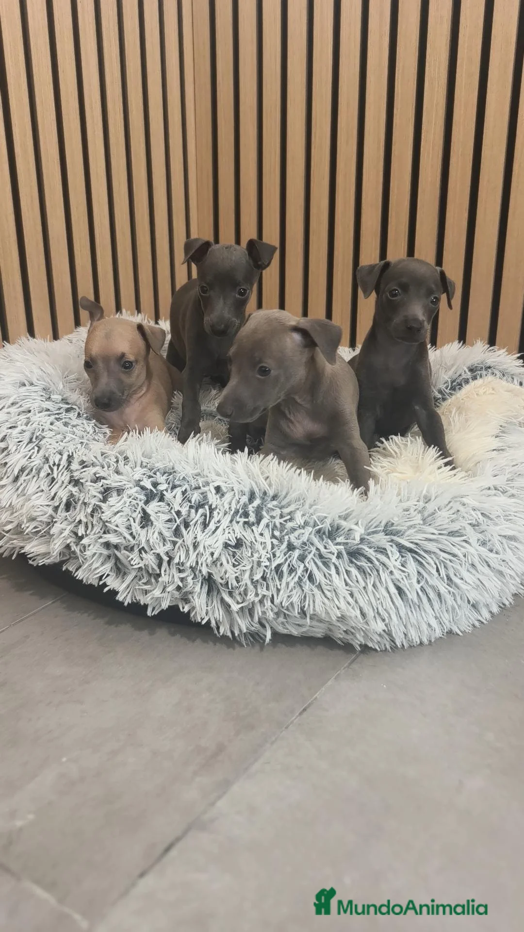 Pequeño Lebrel Italiano perros en venta: Pequeño Lebrel Italiano disponibles para octubre  - Anuncio 1
