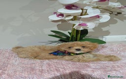Maltipoo perros en venta: Maltipoo  - Imagen 7