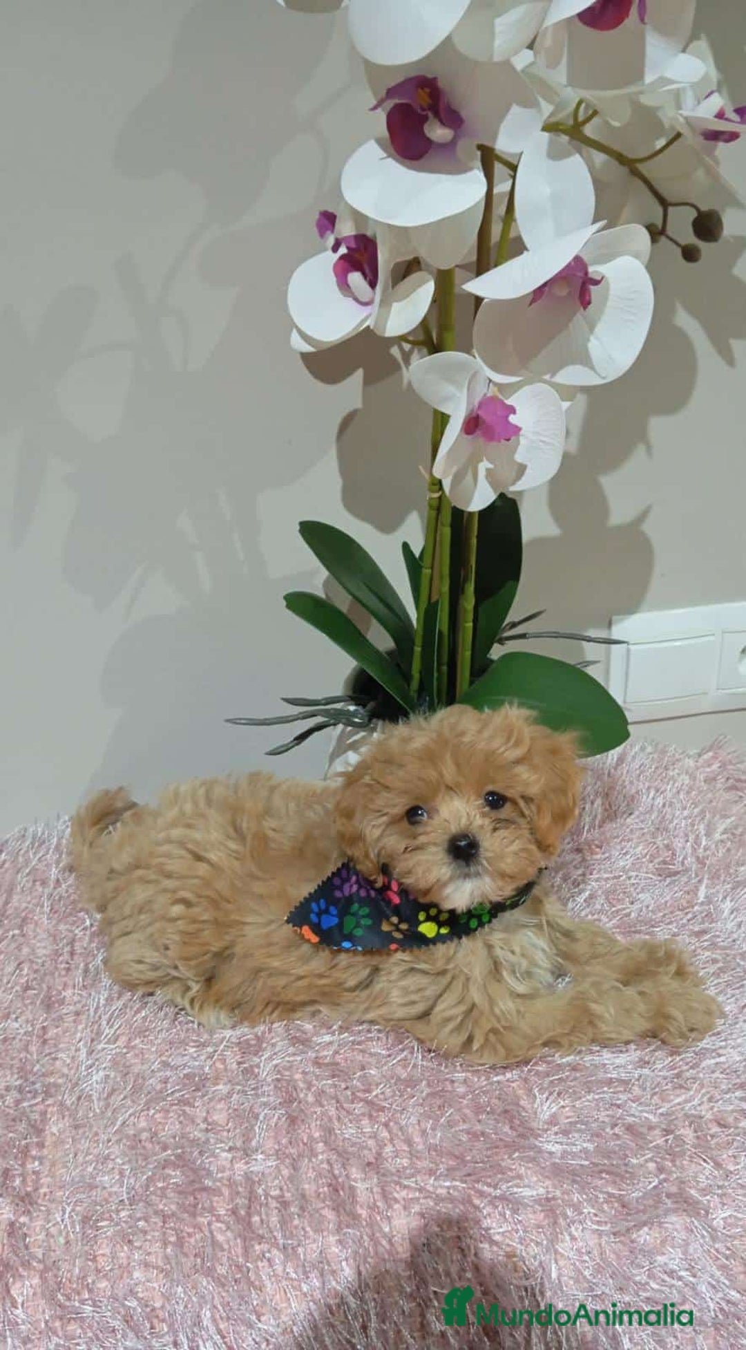 Maltipoo perros en venta: Maltipoo  - Imagen 7