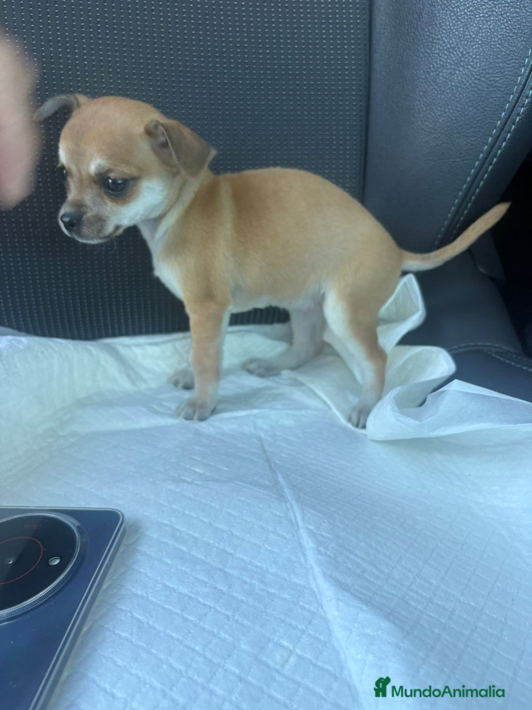 Chihuahua perros en venta: Chihuahua toy hembra - Anuncio 7