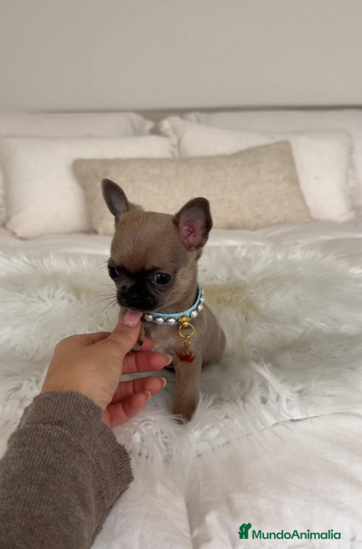 Chihuahua perros Chihuahua mini - Anuncio 1