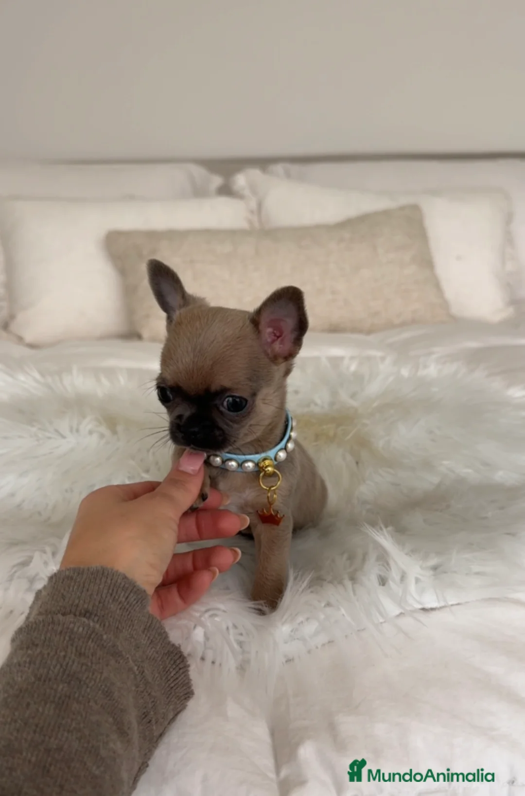 Chihuahua perros en venta: Chihuahua mini - Anuncio 1