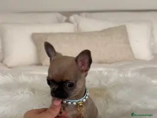 Chihuahua perros Chihuahua mini - Anuncio 1
