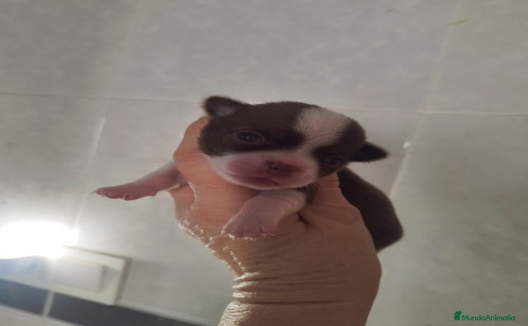 Chihuahua perros - Anuncio 11