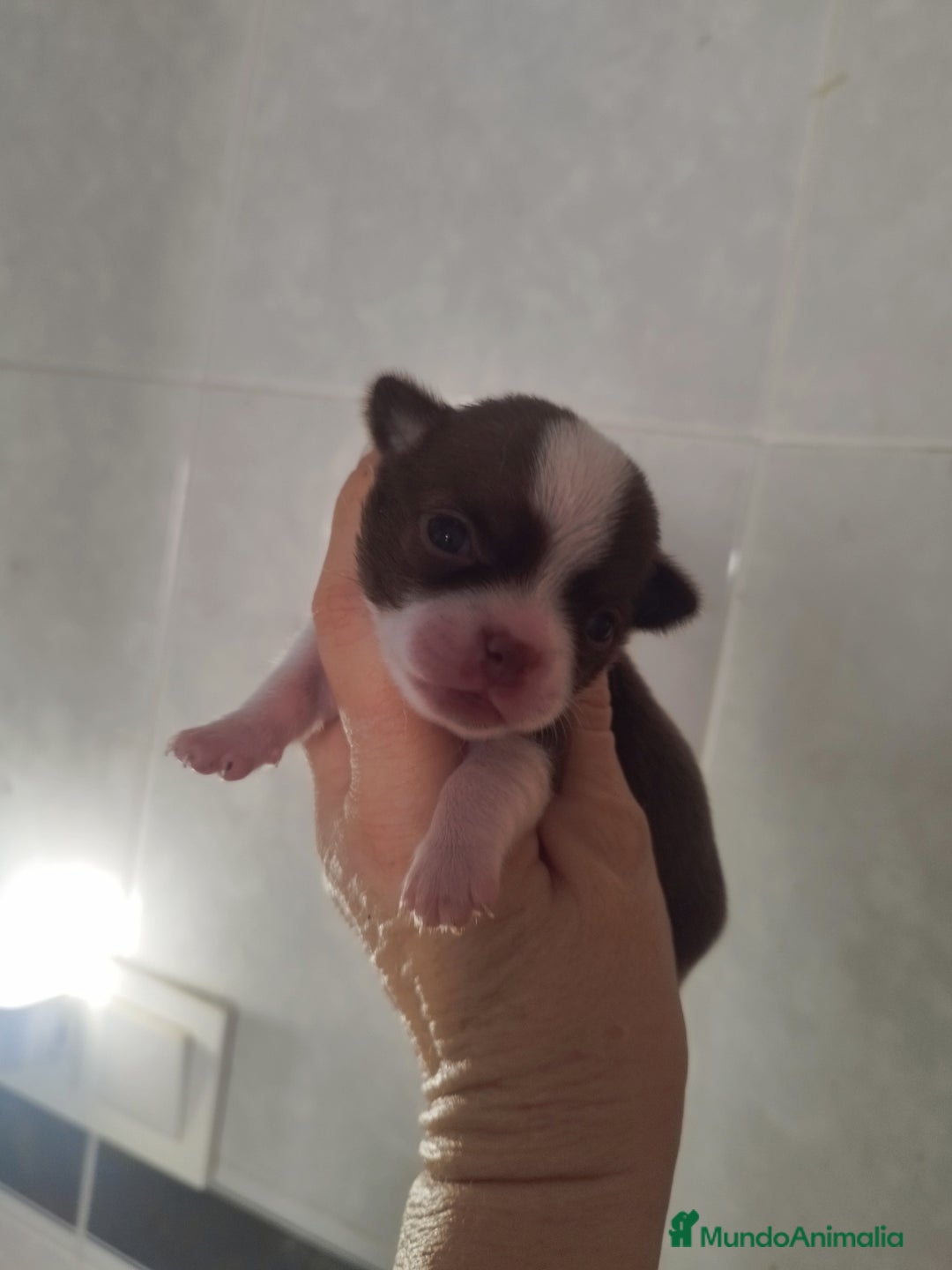 Chihuahua perros en venta: CHIHUAHUA TOY MACHO CALIDAD - Imagen 1