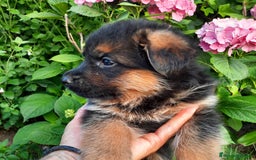 Pastor Alemán perros en venta: Pastor aleman - Imagen 5