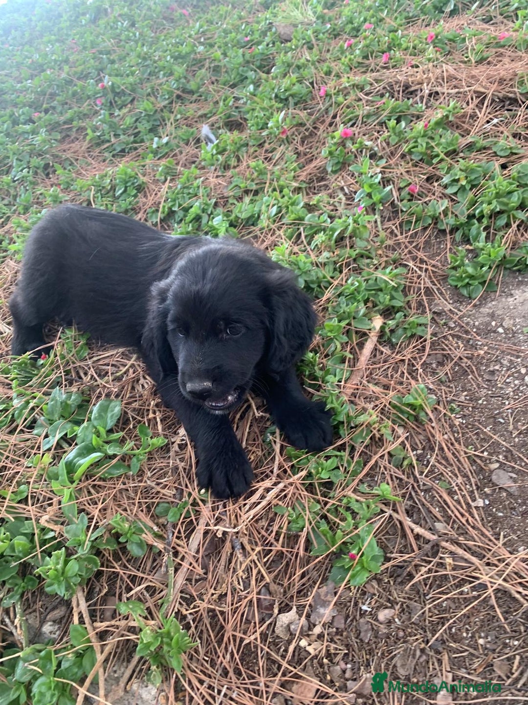 Golden Retriever perros en venta: GOLDEN RETRIEVER  - Imagen 3