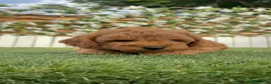 Caniche Toy 1
