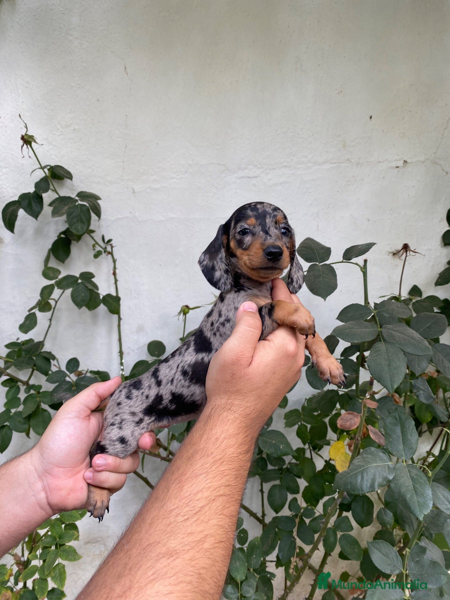 Teckel Miniatura perros Cachorros de Teckel Miniatura  - Anuncio 1