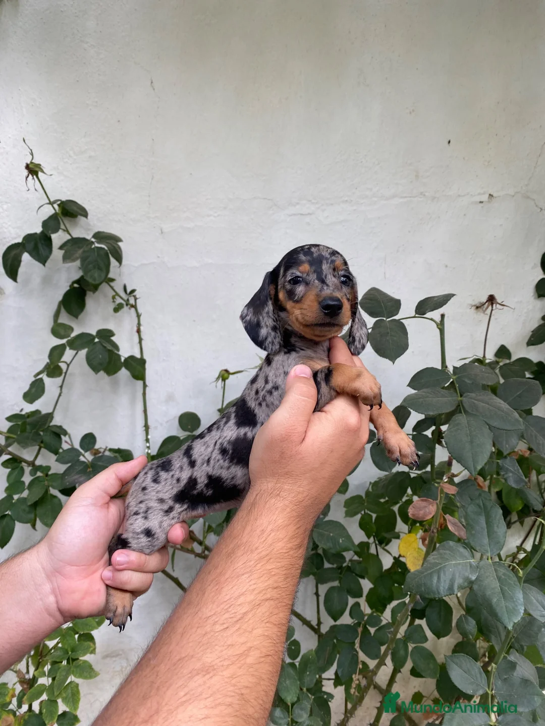 Teckel Miniatura perros en venta: Cachorros de Teckel Miniatura  - Anuncio 1