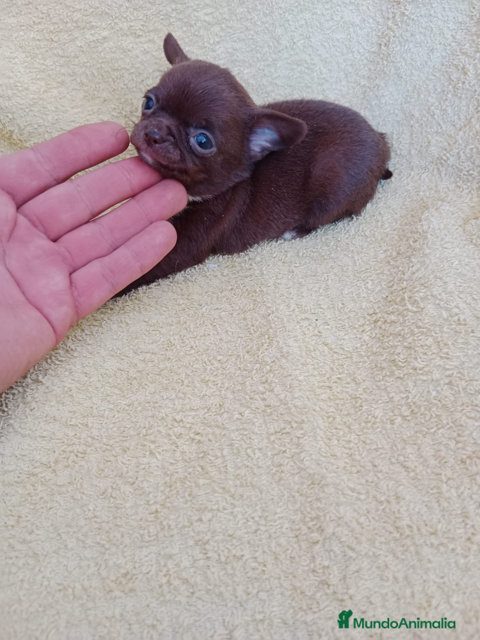 Chihuahua perros IMPRESIONANTE  CHIHUAHUA   LINEA  TOY   - Anuncio 1