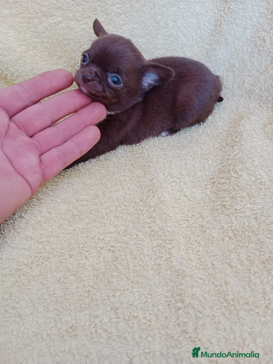 Chihuahua perros en venta: IMPRESIONANTE  CHIHUAHUA   LINEA  TOY   - Anuncio 1