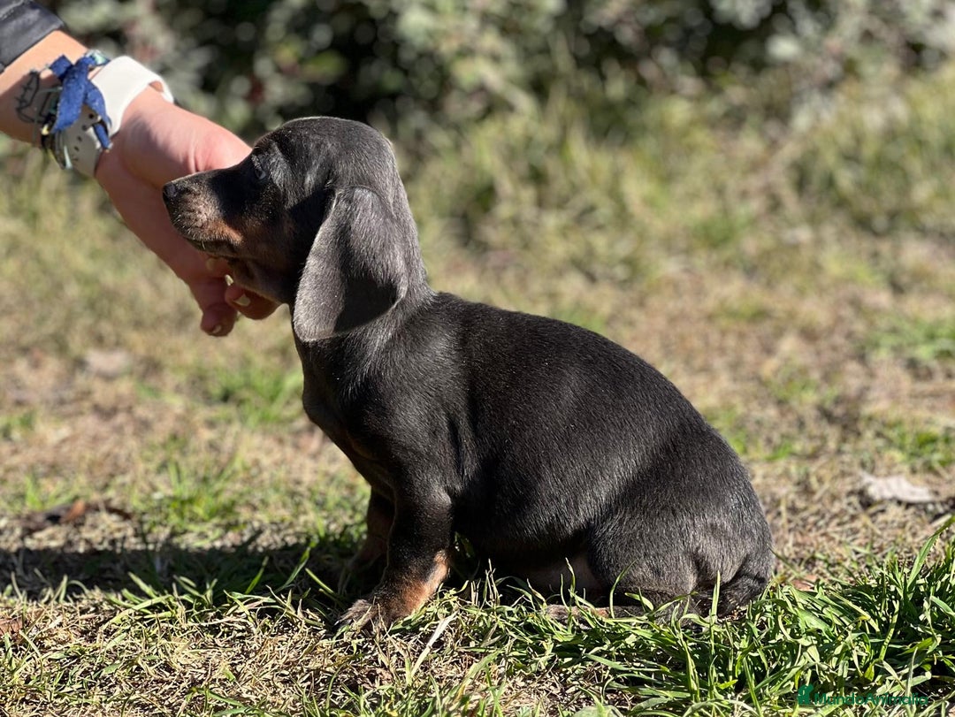 Teckel Miniatura perros en venta: Teckel mini Blue  en Barcelona - Imagen 3