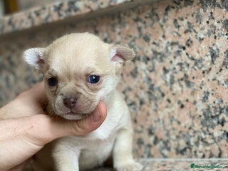 Chihuahua perros en Ciudad Real - Anuncio 39