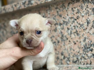 Chihuahua perros Chihuahuas Disponibles en Ciudad Real - Anuncio 21