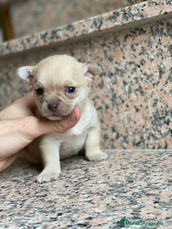 Chihuahua perros en Ciudad Real - Anuncio 6