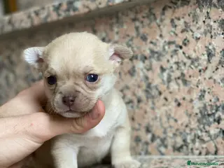 Chihuahua perros Chihuahuas Disponibles en Ciudad Real - Anuncio 27
