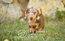 Teckel perros en venta: Teckel 🌭 Pequeños de patas, grandes de alma en Burgos - Imagen 8