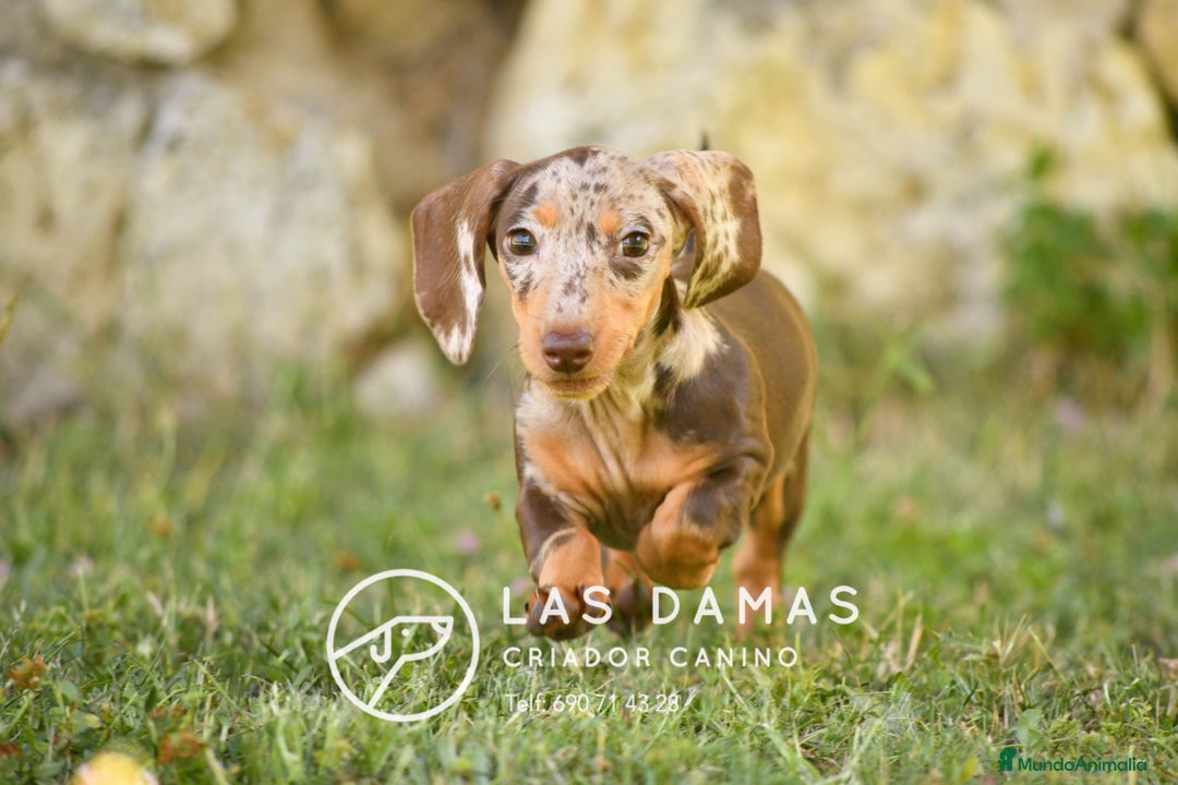 Teckel perros en venta: Teckel 🌭 Pequeños de patas, grandes de alma en Burgos - Imagen 8