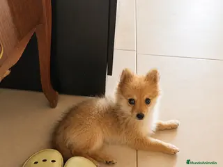 Pomerania perros Última Pomerania hembra - Anuncio 34