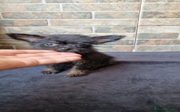 Chihuahua perros en venta: HEMBRA CHIPOO - Imagen 1