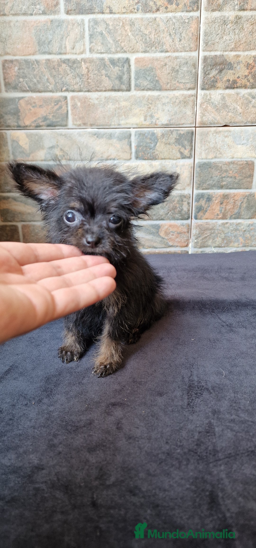 Chihuahua perros en venta: HEMBRA CHIPOO - Imagen 1