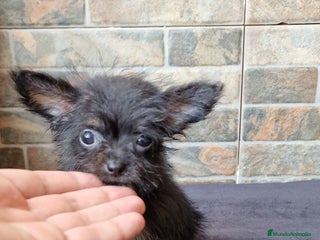 Chihuahua perros - Anuncio 12