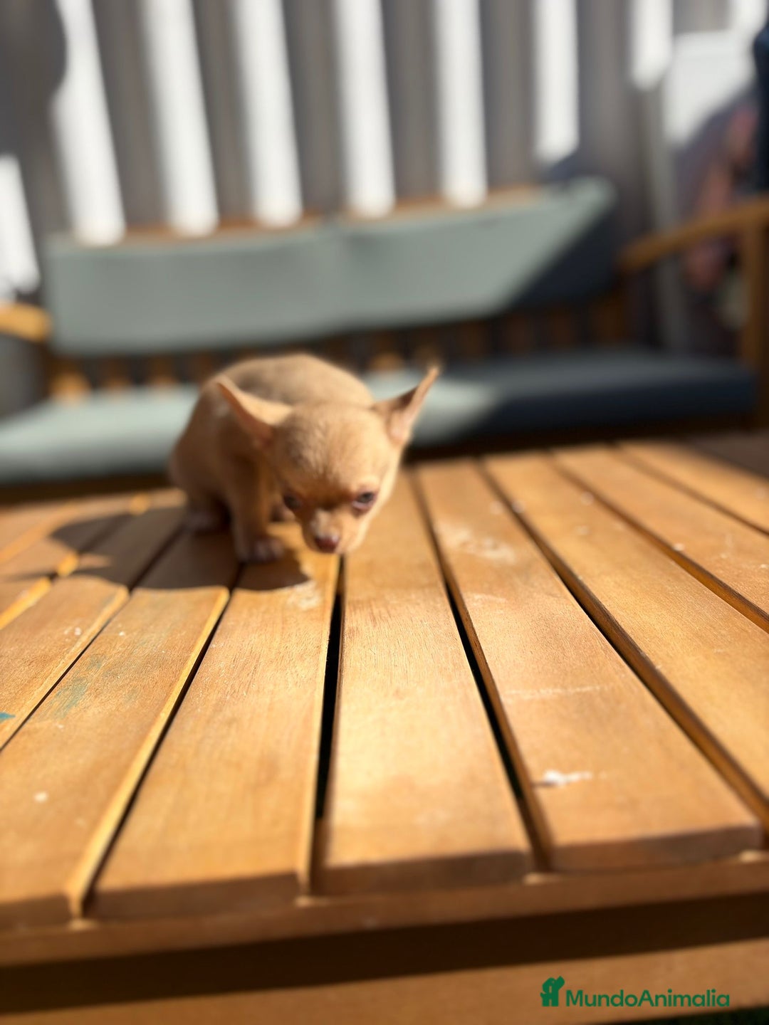Chihuahua perros en venta: Chihuahua Toy Rusos - Imagen 11