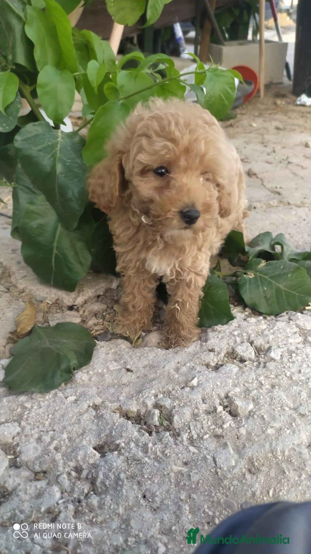 Caniche Toy perros en venta: Tierno cachorrito de Caniche Toy rojo - Imagen 1