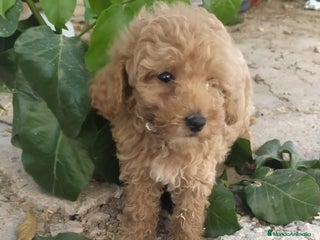 Caniche Toy perros - Anuncio 14