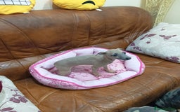 Pequeño Lebrel Italiano perros en venta: Piccolos isabelinoa - Anuncio 1