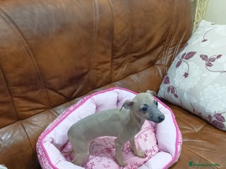 Pequeño Lebrel Italiano perros Piccolos isabelinoa - Anuncio 1