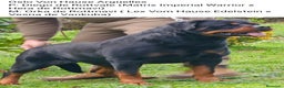 Rottweiler perros para monta: Rottweiler super calidad  - Anuncio 1