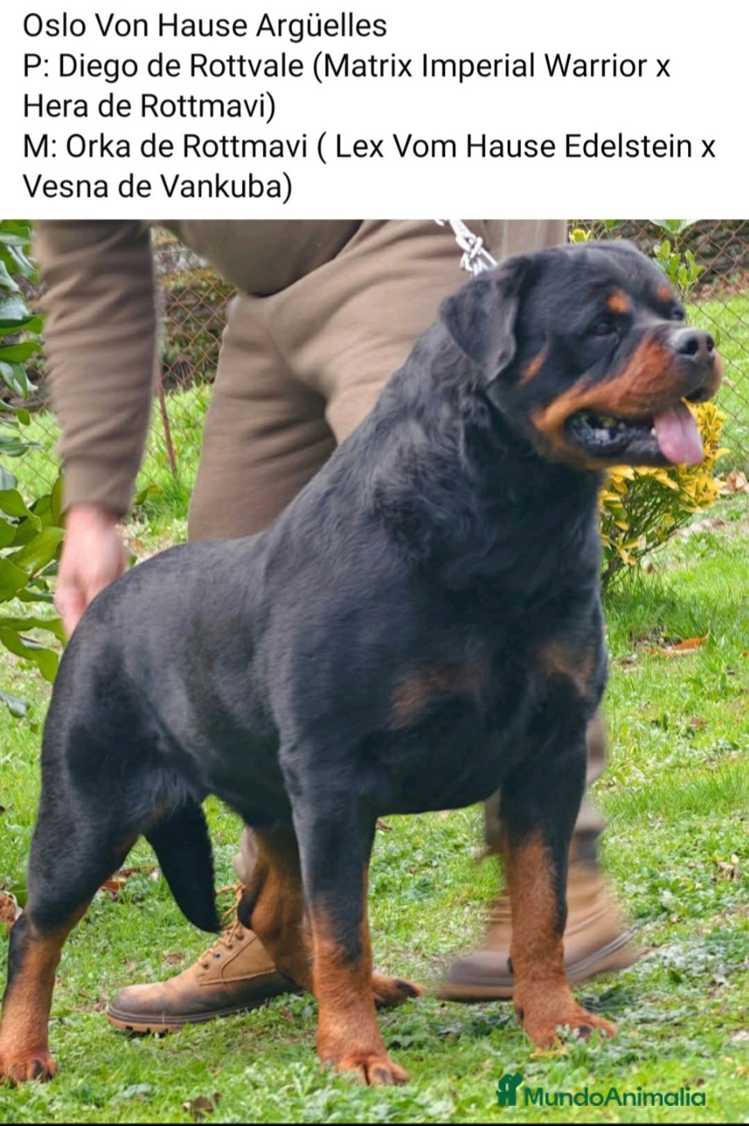 Rottweiler perros para monta: Rottweiler super calidad  - Anuncio 1