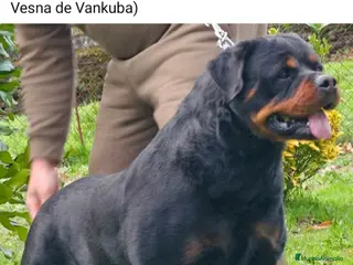 Rottweiler perros Rottweiler super calidad - Anuncio 1