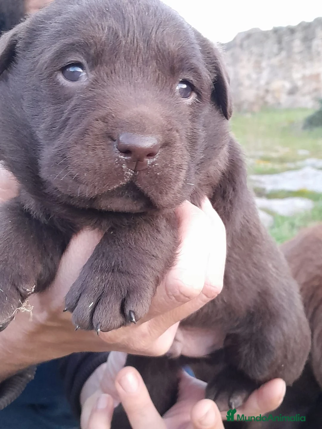 Labrador Retriever perros en venta: Camadas de Labrador color Chocolate en Granada - Anuncio 5