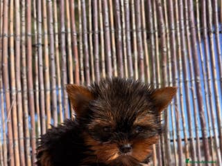 Yorkshire Terrier perros Yorkshire Miniatura - Anuncio 3