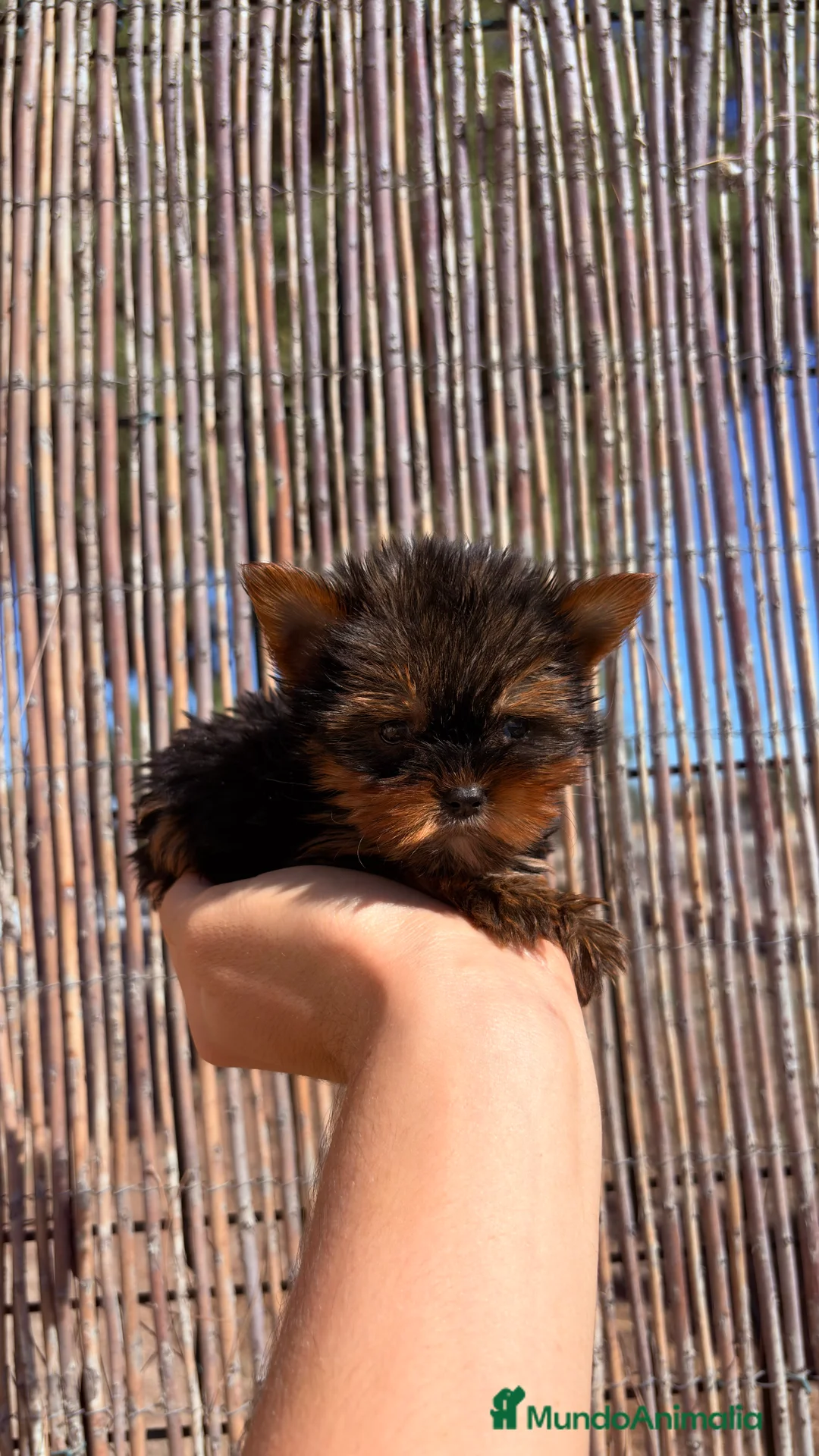 Yorkshire Terrier perros en venta: Yorkshire Miniatura - Anuncio 1