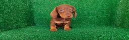 Teckel Miniatura perros en venta: Teckel miniatura  - Anuncio 15