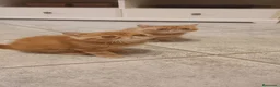 Exótico de Pelo Corto gatos en venta: Exòtic SH listo para entregar  - Anuncio 6
