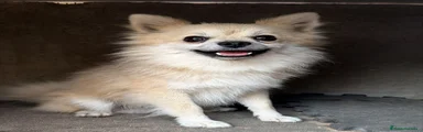 Pomerania 1