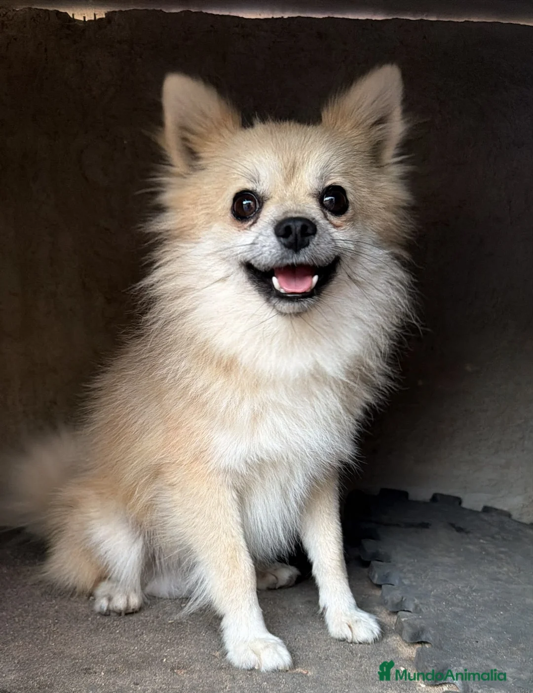 Pomerania perros en venta: Pomerania  - Anuncio 2