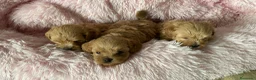 Maltipoo perros en venta: Maltipoo mini apricot intenso  - Anuncio 5