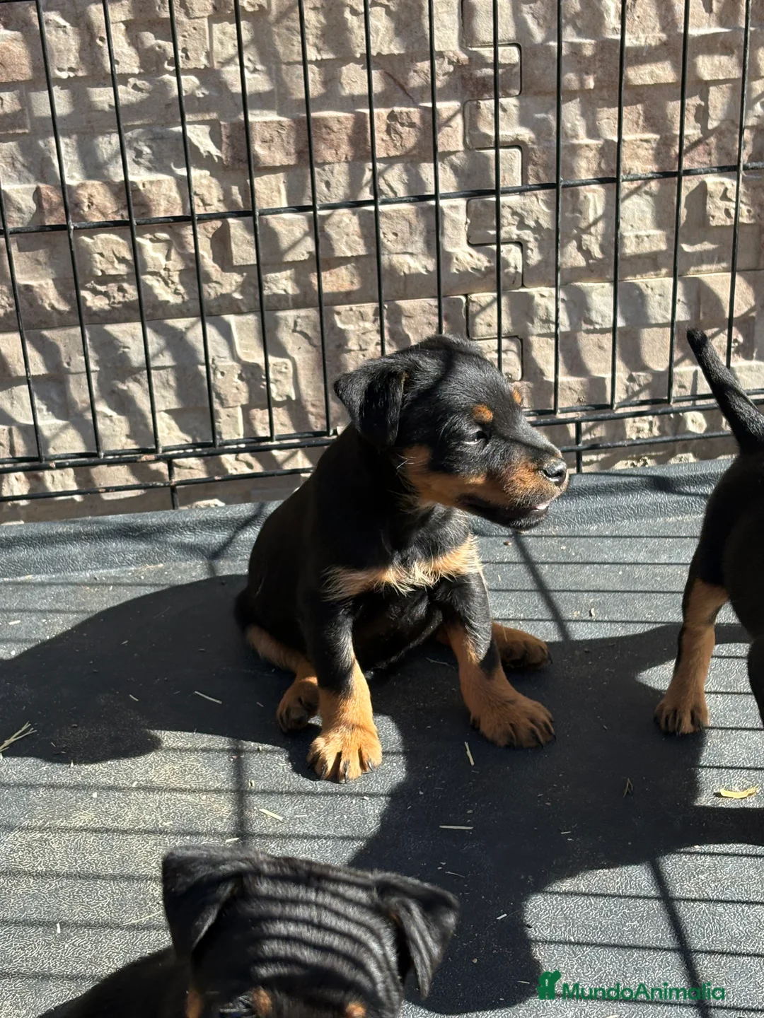 Terrier Alemán de Caza perros en venta: Disponibles cachorros Jagd terrier  - Anuncio 5