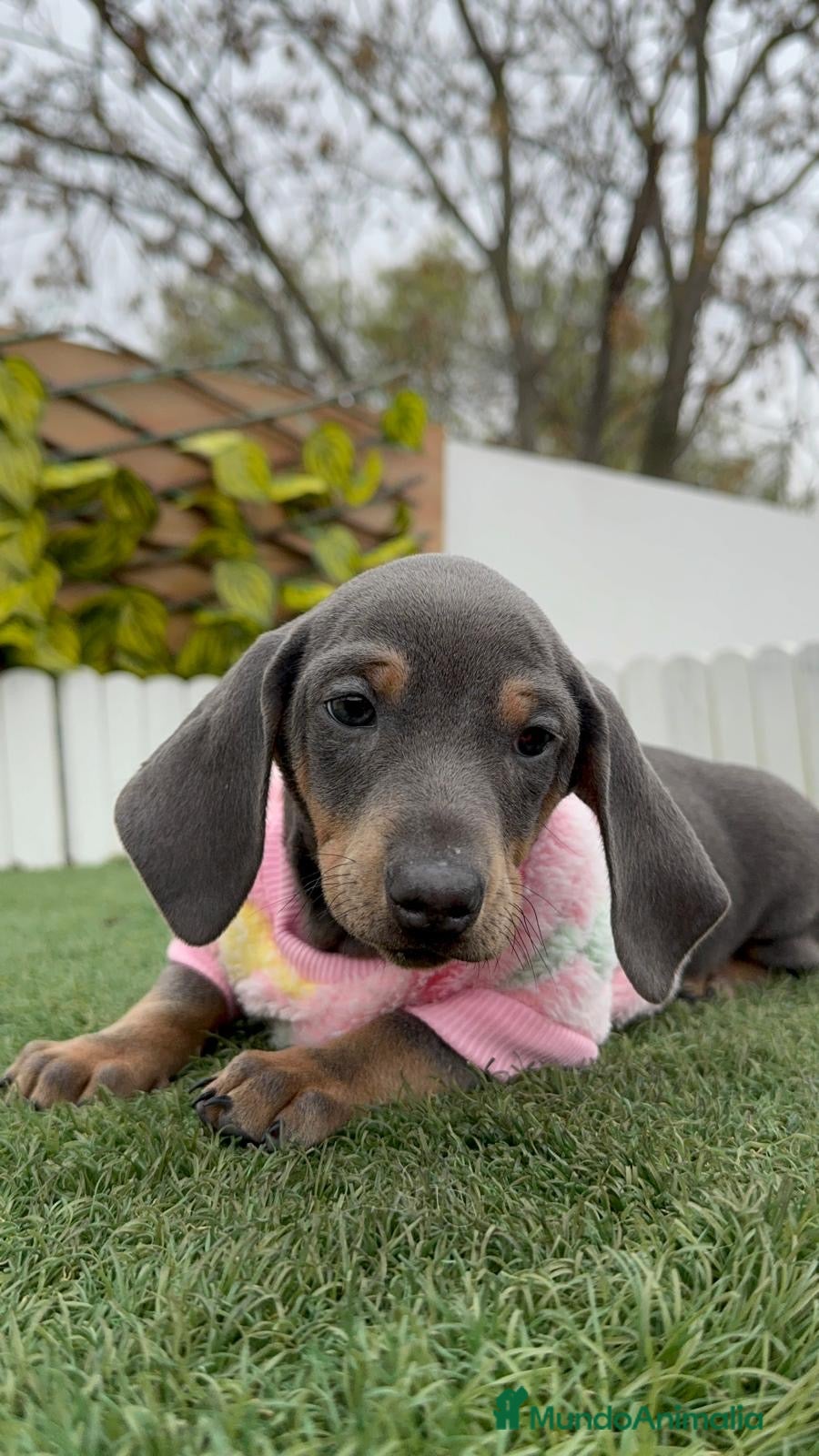 Teckel Miniatura perros TECKEL HEMBRA MINIATURA - Anuncio 2