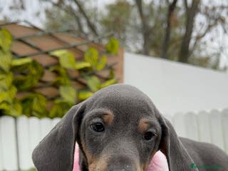 Teckel Miniatura perros TECKEL HEMBRA MINIATURA - Anuncio 2