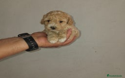 Caniche Toy perros en venta: Caniches toys apricot  - Imagen 3