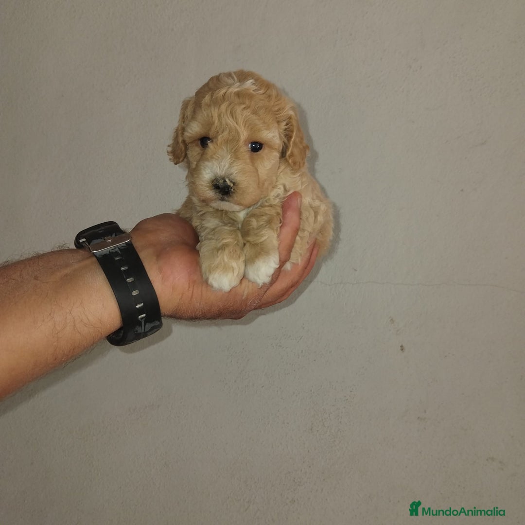 Caniche Toy perros en venta: Caniches toys apricot  - Imagen 3
