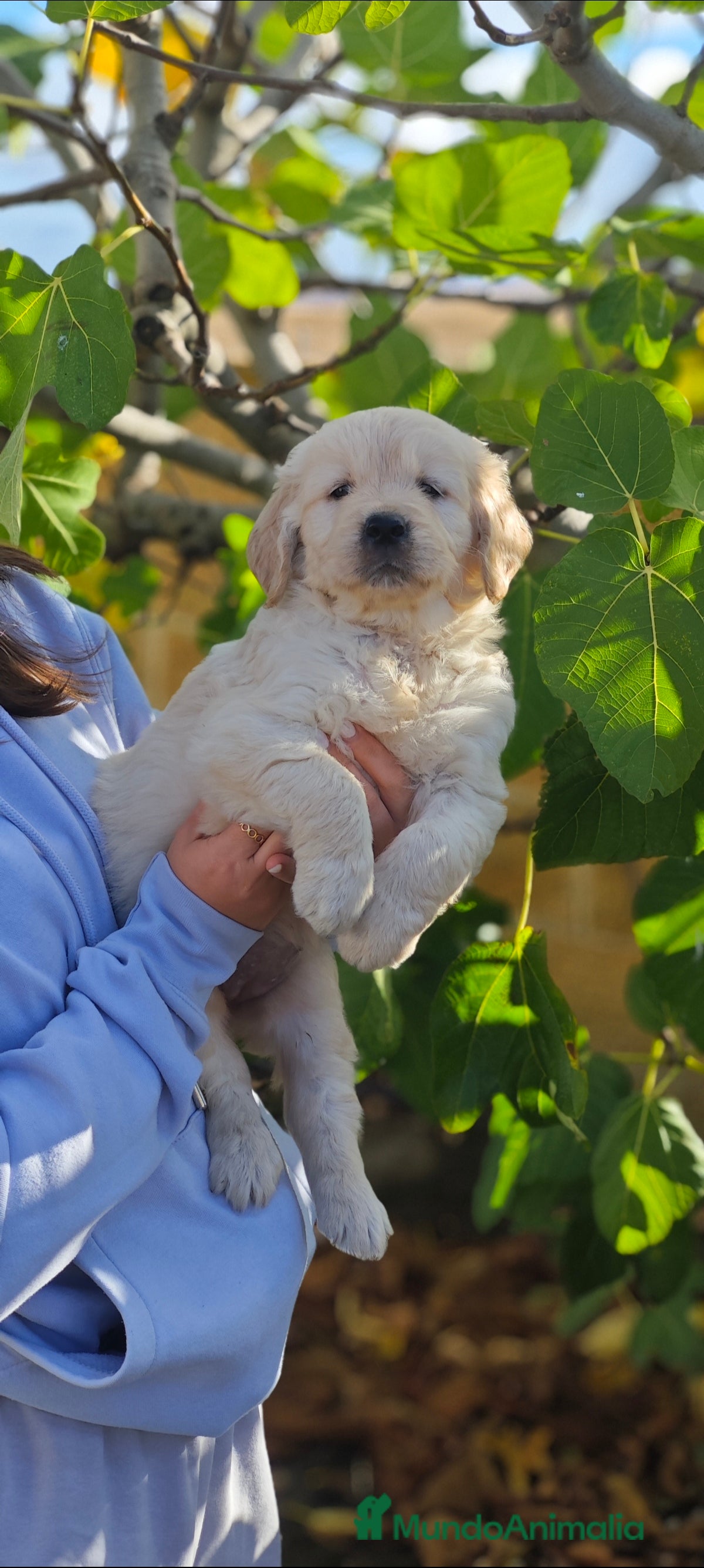 Golden Retriever perros Golden retriever  - Anuncio 1